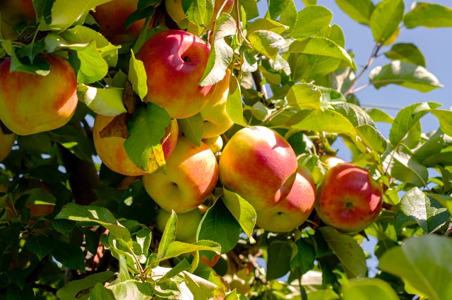 apple tree